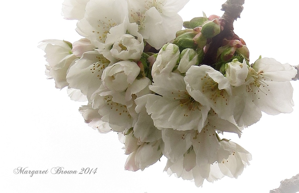 Blossom by craftymeg