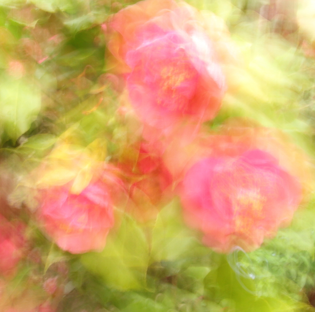 Camellias (ICM) by busylady