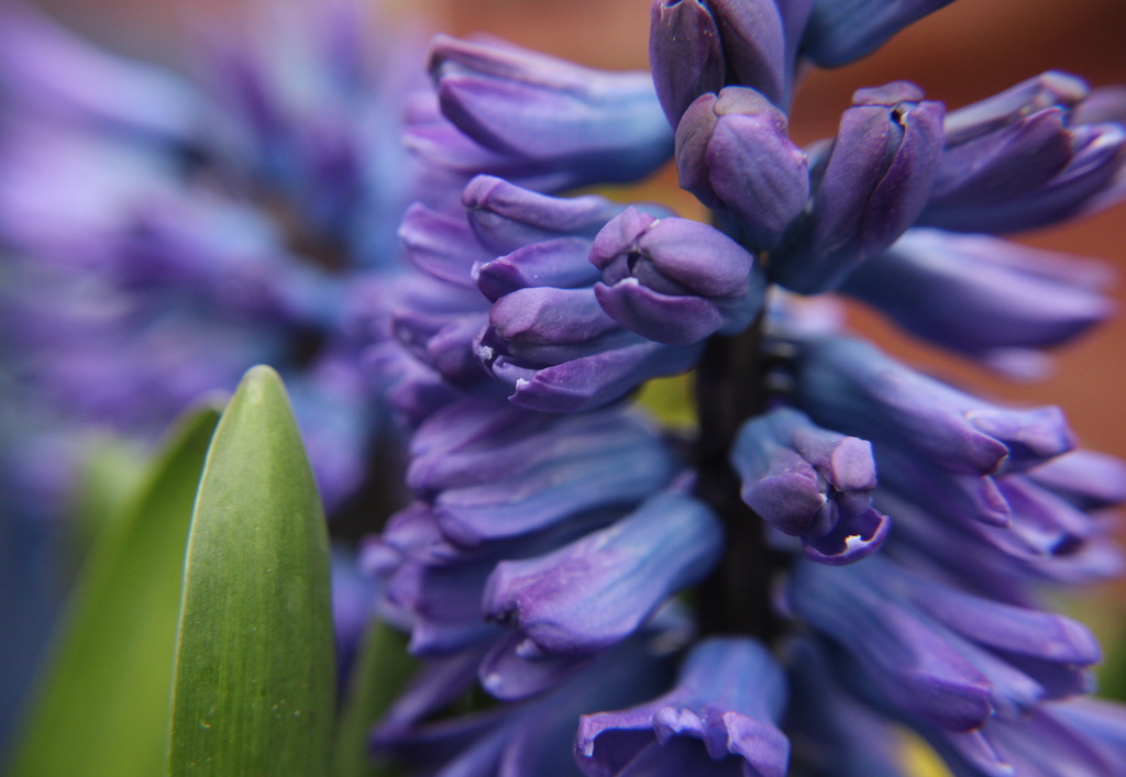 Hyacinth by busylady