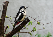 7th Apr 2014 - Woodpecker - 7-04