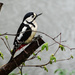 Woodpecker - 7-04 by barrowlane