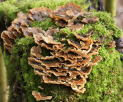 7th Apr 2014 - Hairy Stereum Fungi