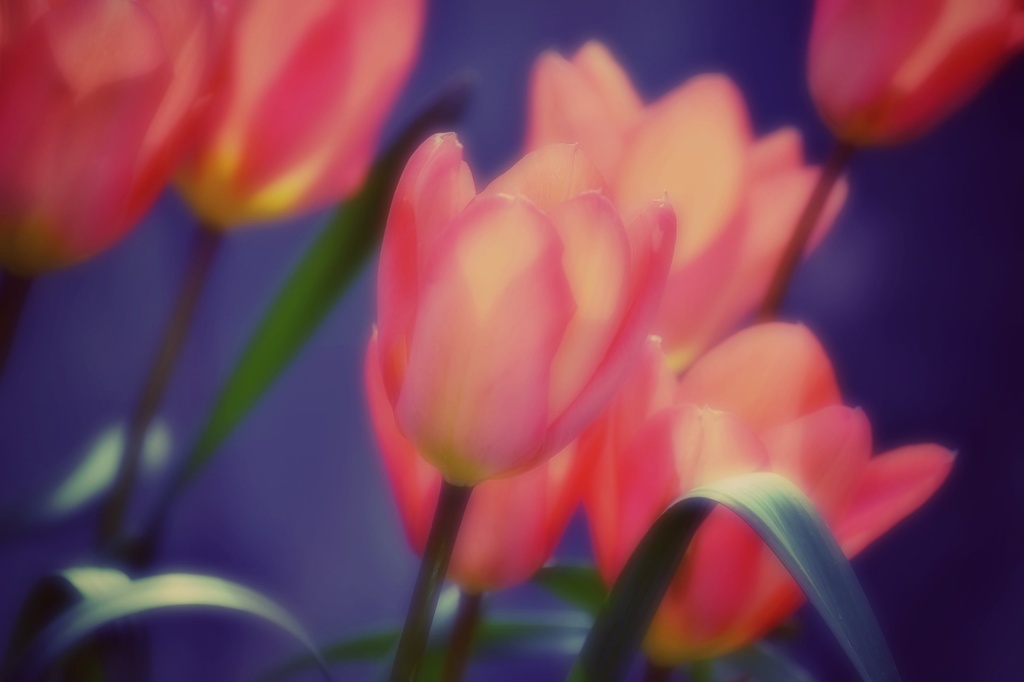 Tulips in my mind by ziggy77