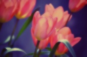 7th Apr 2014 - Tulips in my mind