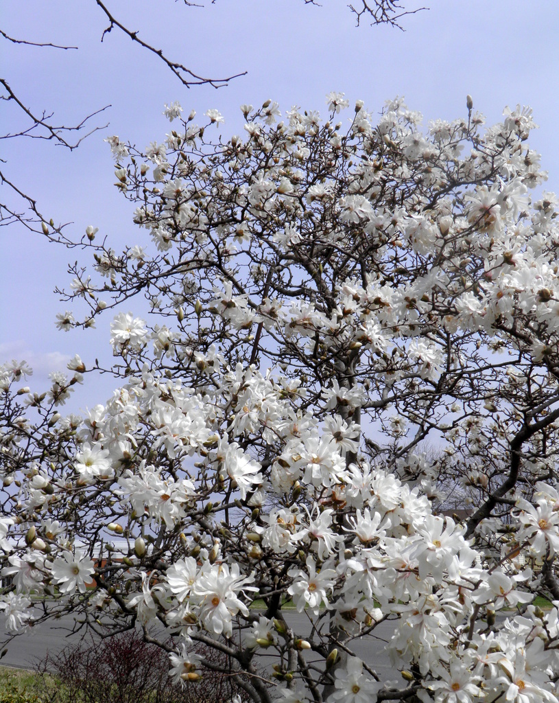 April 7: The magnolia tree by daisymiller