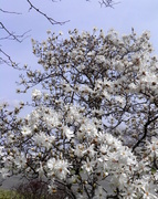7th Apr 2014 - April 7: The magnolia tree