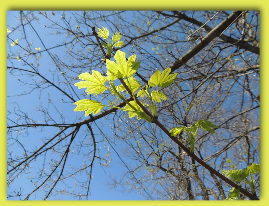 Early Maple Leaves by allie912
