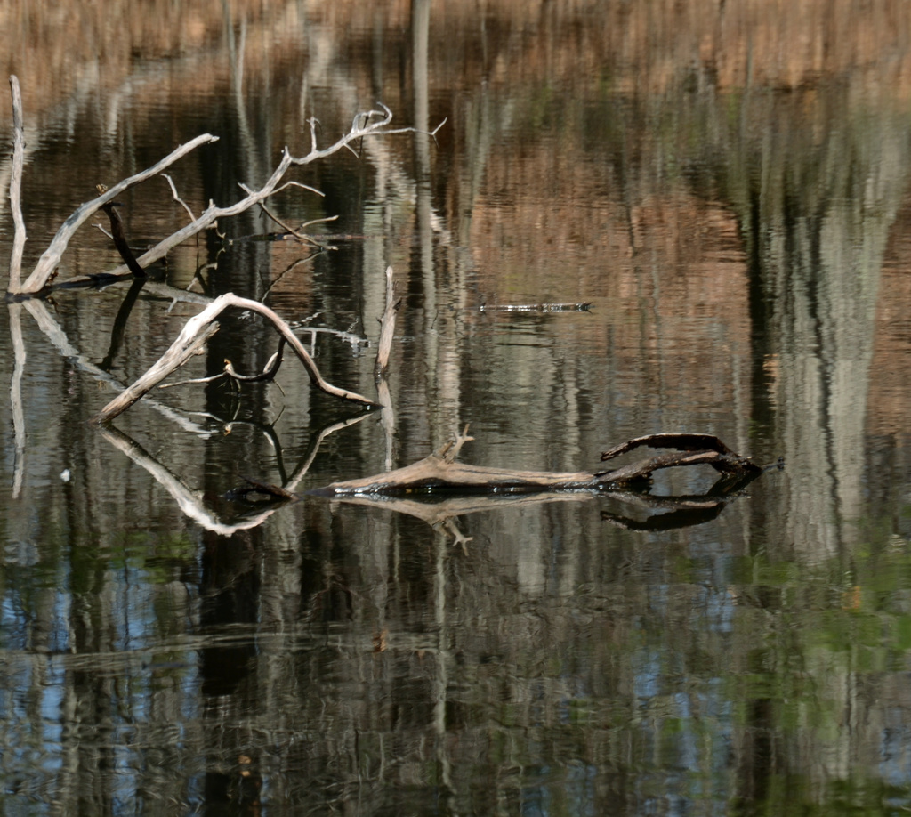 pond reflection by francoise