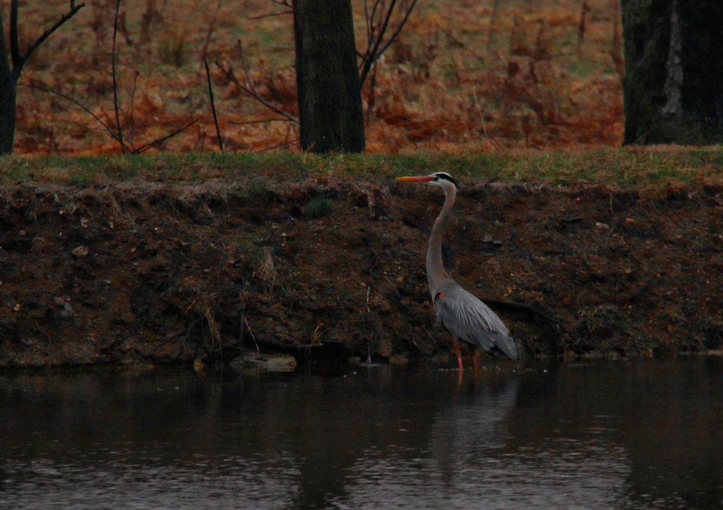 Blue Or Grey Heron by digitalrn