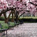 Fallen Magnolia Petals by khawbecker