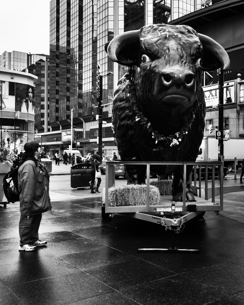 bull by northy