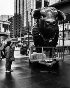 24th Mar 2014 - bull