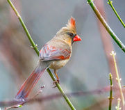 7th Apr 2014 - Female Cardinal