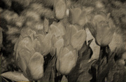 5th Apr 2014 - The Yellow Tulip