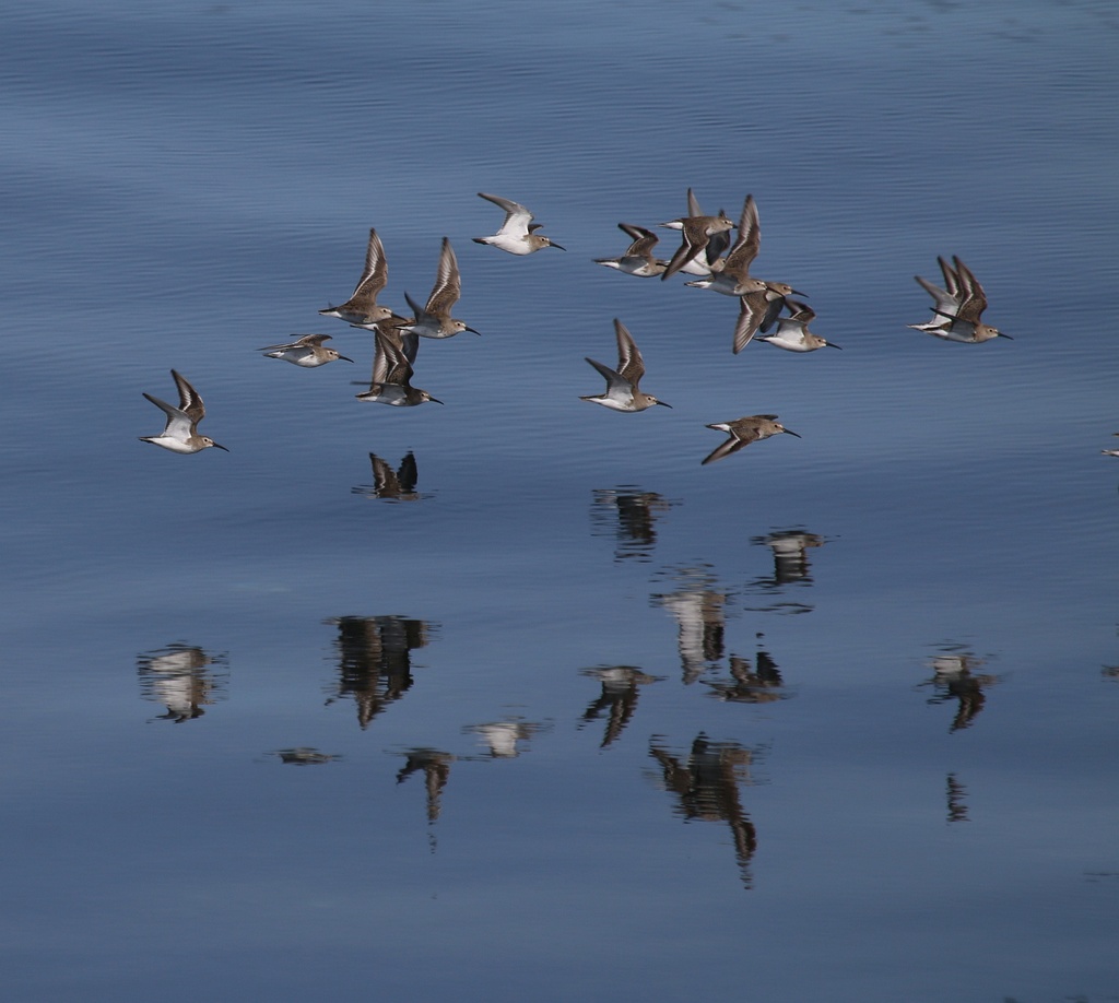 Flock in Flight by kimmer50