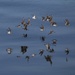 Flock in Flight by kimmer50