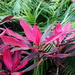 Pink Plant by genealogygenie