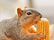 7th Apr 2014 - Squirrely Loves Corn On The Cob