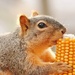 Squirrely Loves Corn On The Cob by lynnz