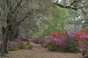 6th Apr 2014 - Magnolia Gardens, Charleston, SC