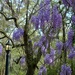 Wisteria, Magnolia Gardens, Charleston, SC by congaree