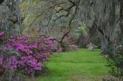 8th Apr 2014 - Magnolia Gardens, Charleston, SC