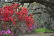 7th Apr 2014 - Magnolia Gardens, Charleston, SC