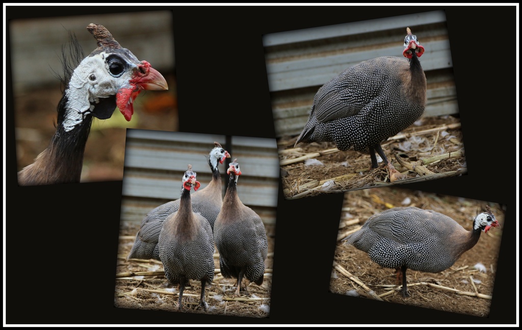 Guineafowl by dide