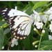 Caper White Butterfly by leestevo