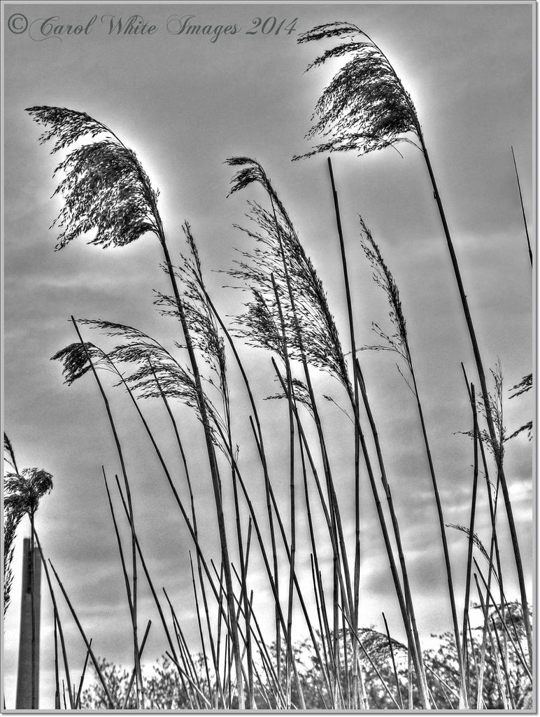 Tall Grasses by carolmw