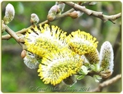 8th Apr 2014 - Pussy Willow