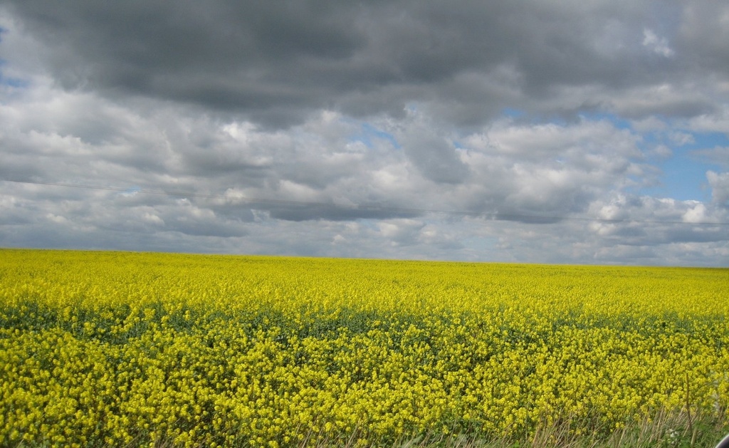Oilseed rape by foxes37