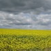 Oilseed rape by foxes37