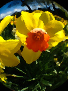 8th Apr 2014 - 8th April 2014 - Daffodils 