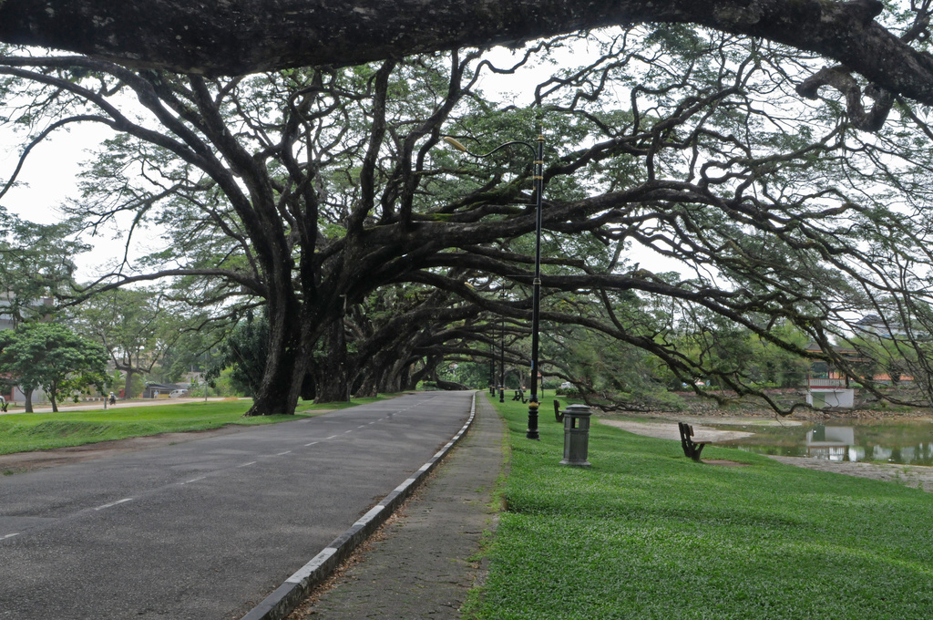 avenue of trees-Taiping by ianjb21