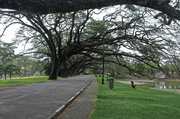 31st Mar 2014 - avenue of trees-Taiping