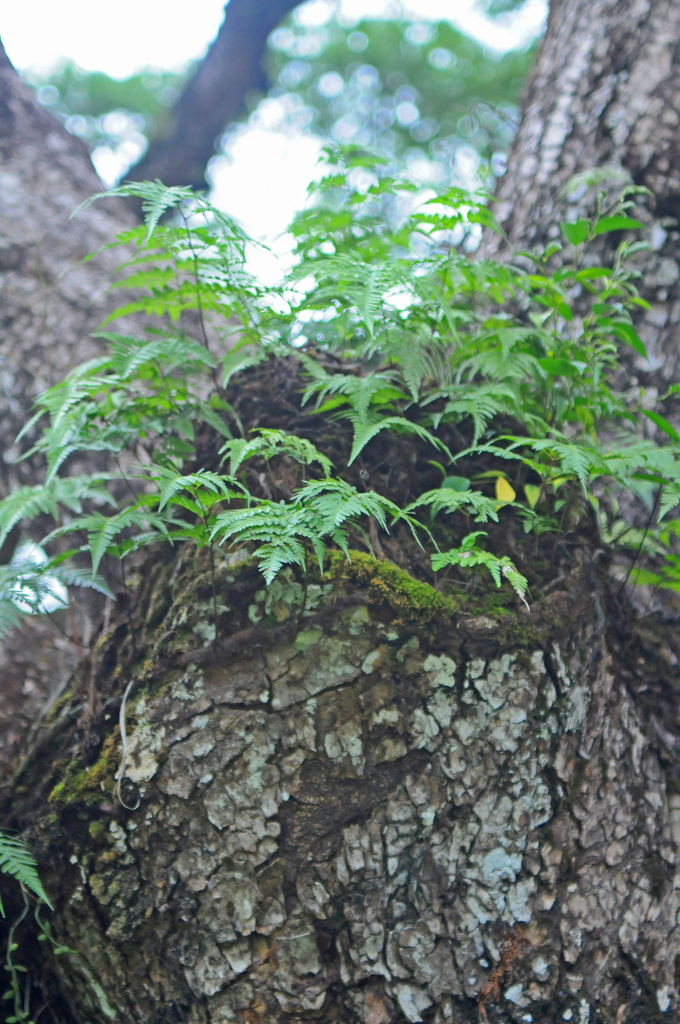 Rainforest ferns in hollow tree by ianjb21