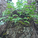 Rainforest ferns in hollow tree by ianjb21