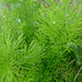 Delicate potted fern by ianjb21