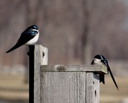 8th Apr 2014 - Tree Swallows on a Nesting Box