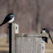 Tree Swallows on a Nesting Box by annepann