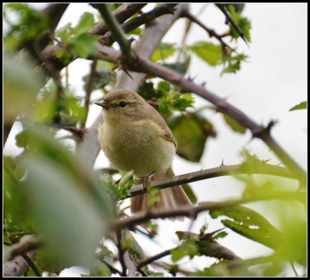 First Willow Warbler pic by rosiekind