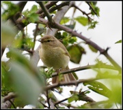 8th Apr 2014 - First Willow Warbler pic