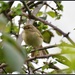 First Willow Warbler pic by rosiekind