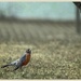Spring Robin by gardencat
