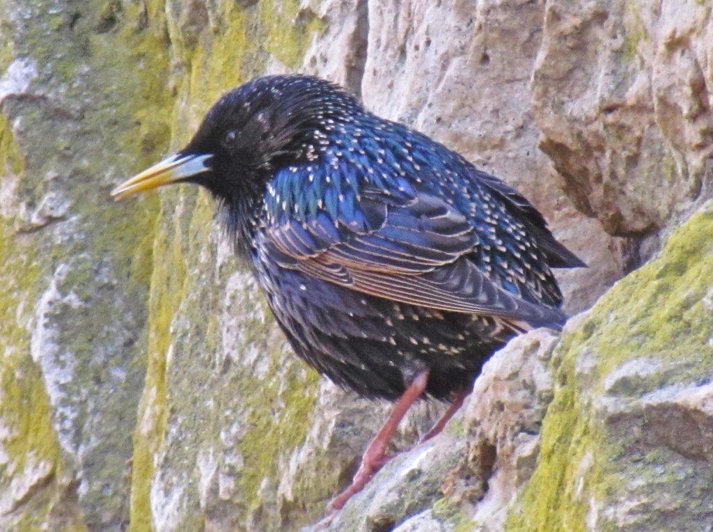 Starling by juletee