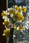 7th Apr 2014 - Daffodils from the garden #2