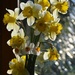 Daffodils from the garden #2 by parisouailleurs