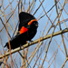 Red Wing Blackbird Calling by tosee