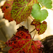 Autumn Colour by salza